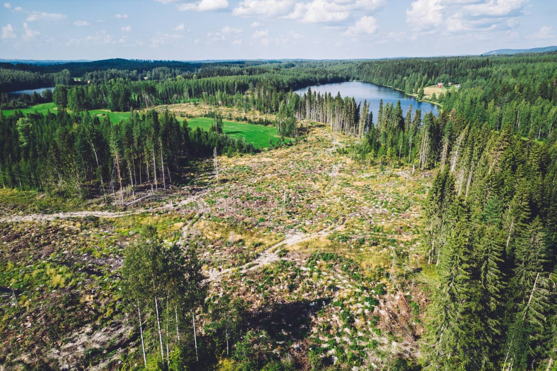 Area showing deforestation