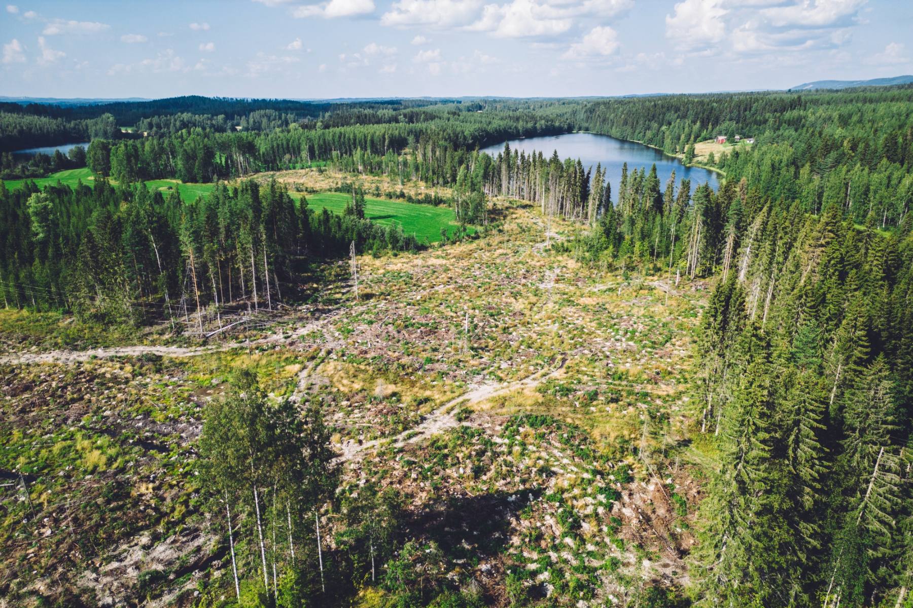 Area showing deforestation