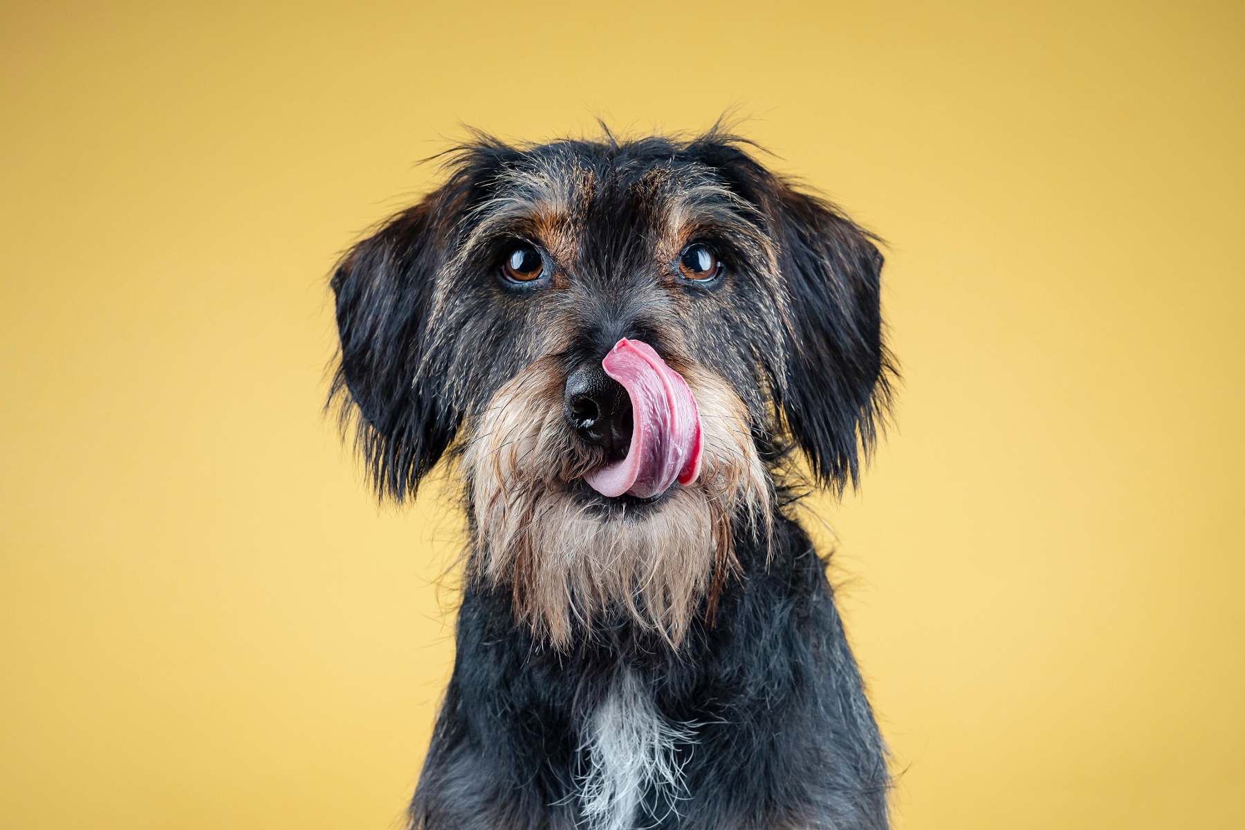 Dogs' Incredible Ability to Sense and Mirror Human Emotions (Adorably) 1 A dog licking its lips.