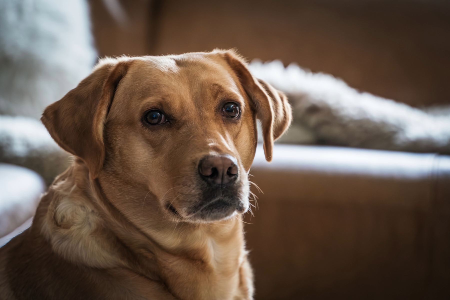 dog looking at camera.