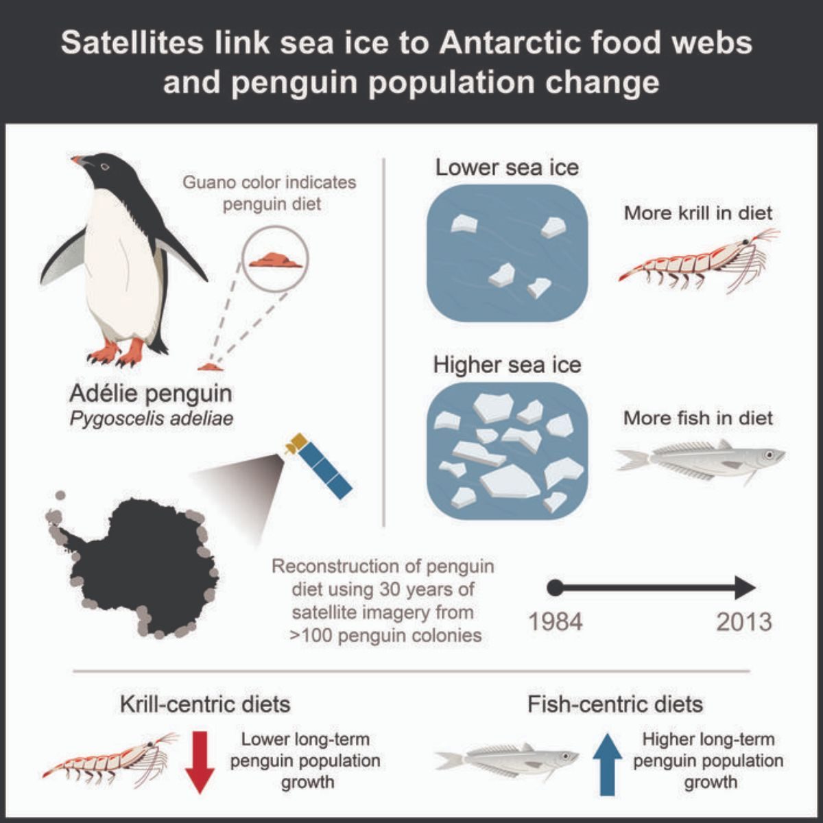 A graphic illustrating the findings from the study about penguin poop