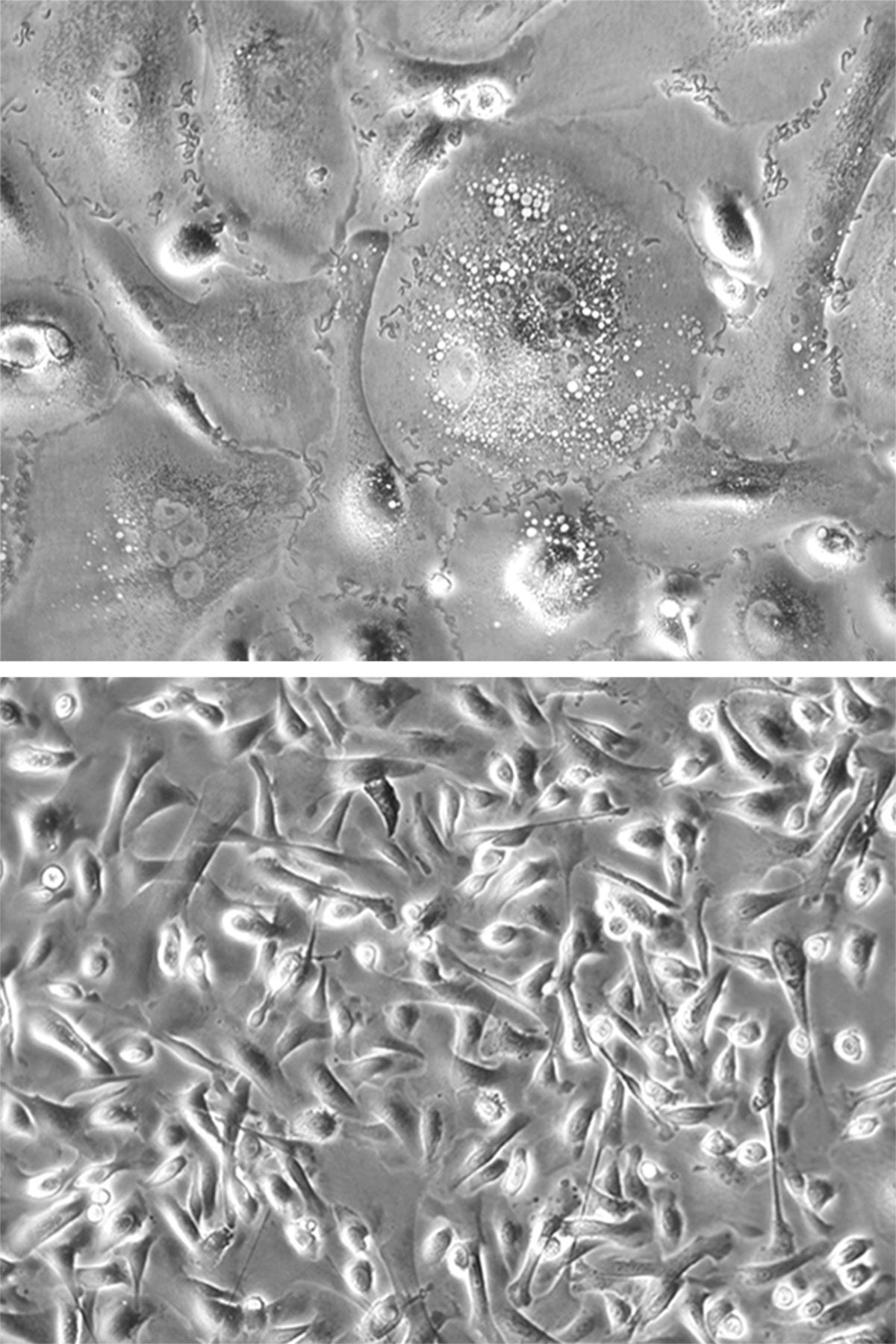 The different proliferations of keratinocytes, a type of skin cell, in an old mouse (top) and a young mouse (bottom) © Birgit Ritschka/Research Institute of Molecular Pathology Vienna The different proliferations of keratinocytes, a type of skin cell, in an old mouse (top) and a young mouse (bottom)