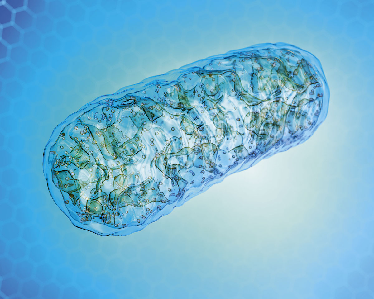 The ability of our mitochondria, essentially the batteries of our cells, declines as we age © Getty Images The ability of our mitochondria, essentially the batteries of our cells, declines as we age © Getty Images