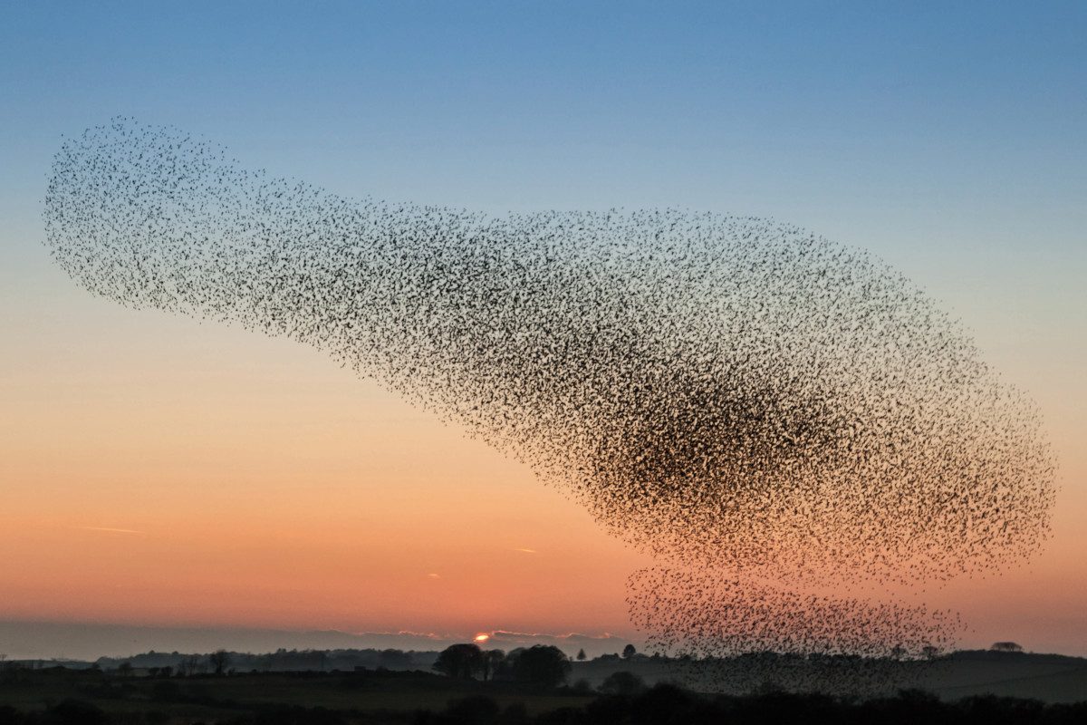 Photograph of a murmuration of starlings at sunset.