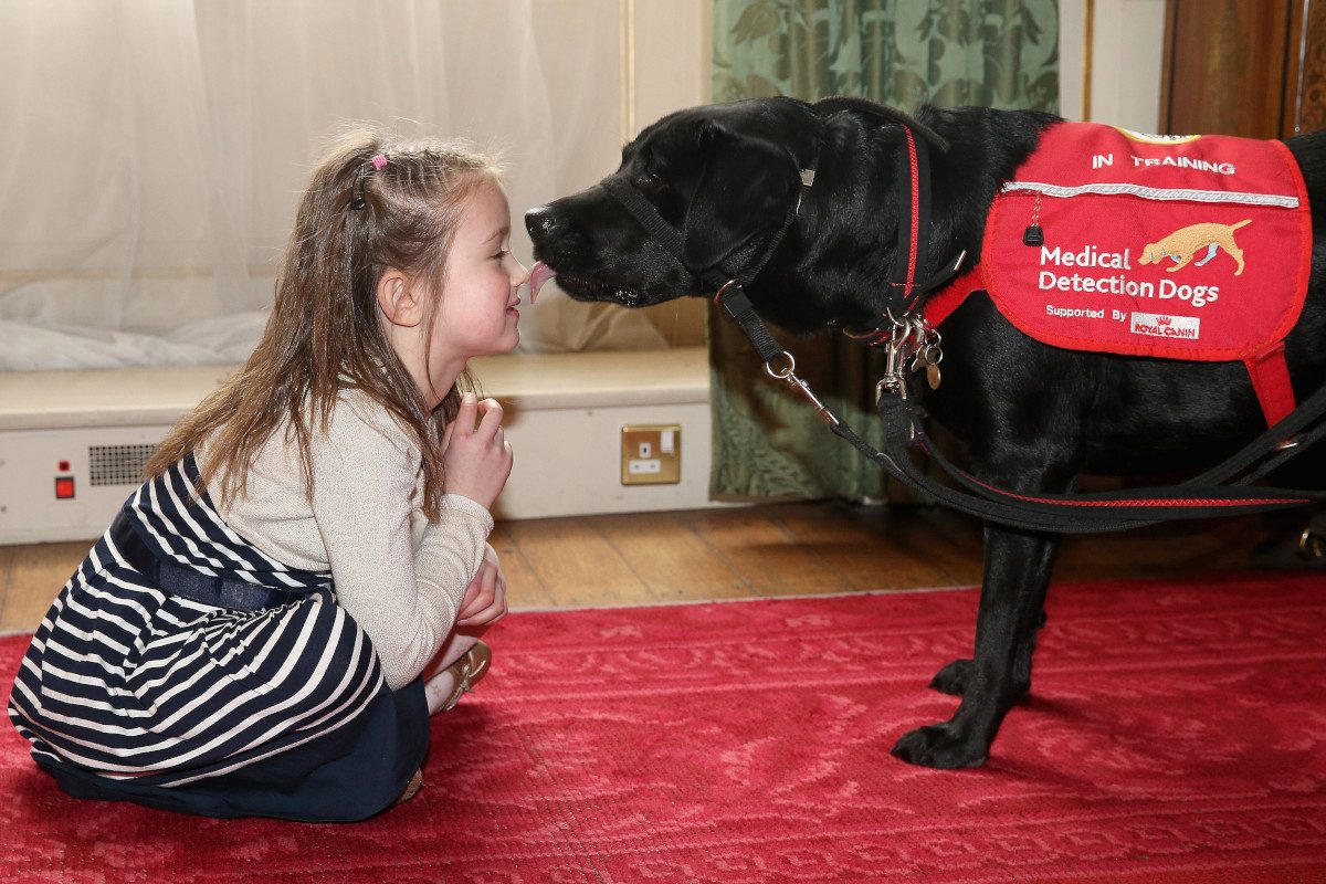 Cerys Davies, 6, who suffers from type 1 diabetes, is pictured with her medical detection dog 'Wendy' during a demonstration by Medical Detection Dogs (MDD)