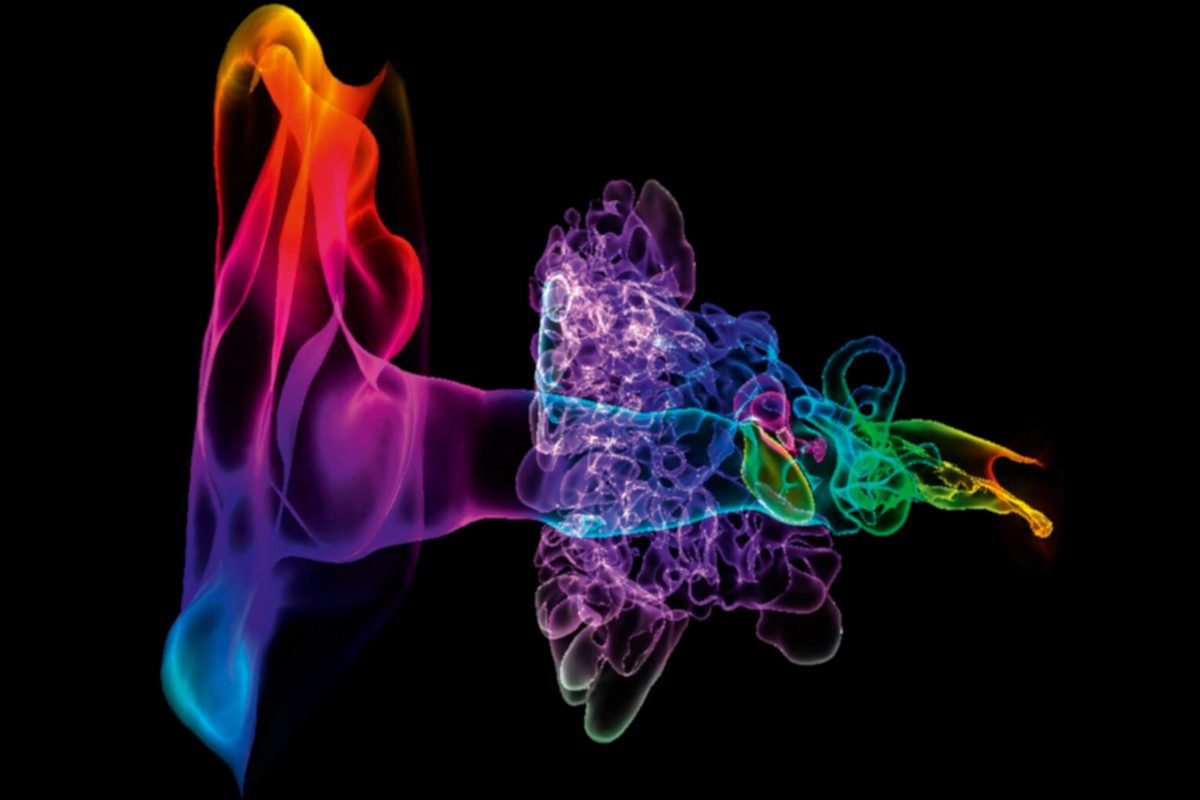 The structure of a healthy outer, middle and inner ear, imaged with coloured 3D computed tomography