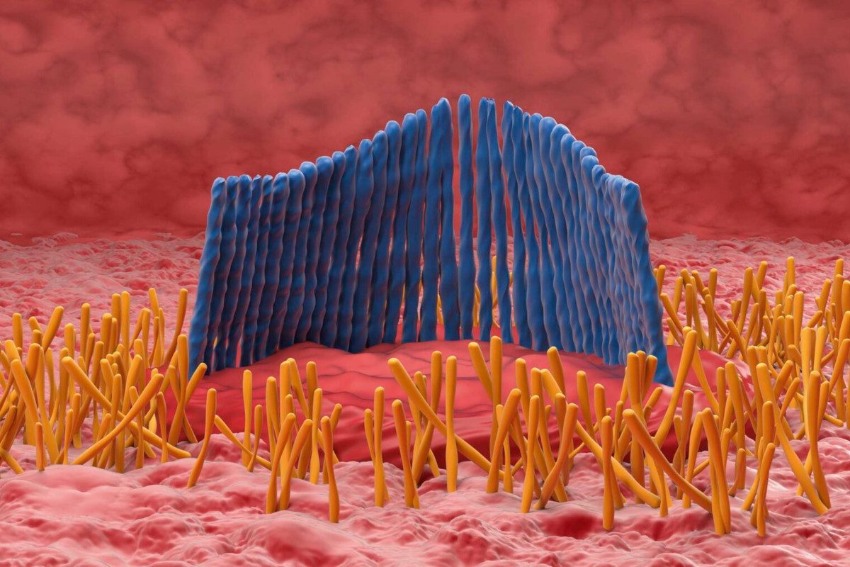 Stereocilia hairs (in blue) are found in the inner ear