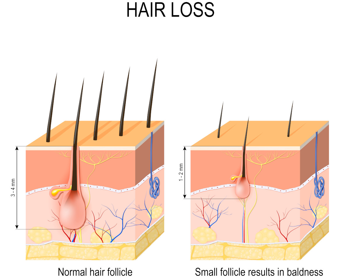 The cycle of hair follicles illustration