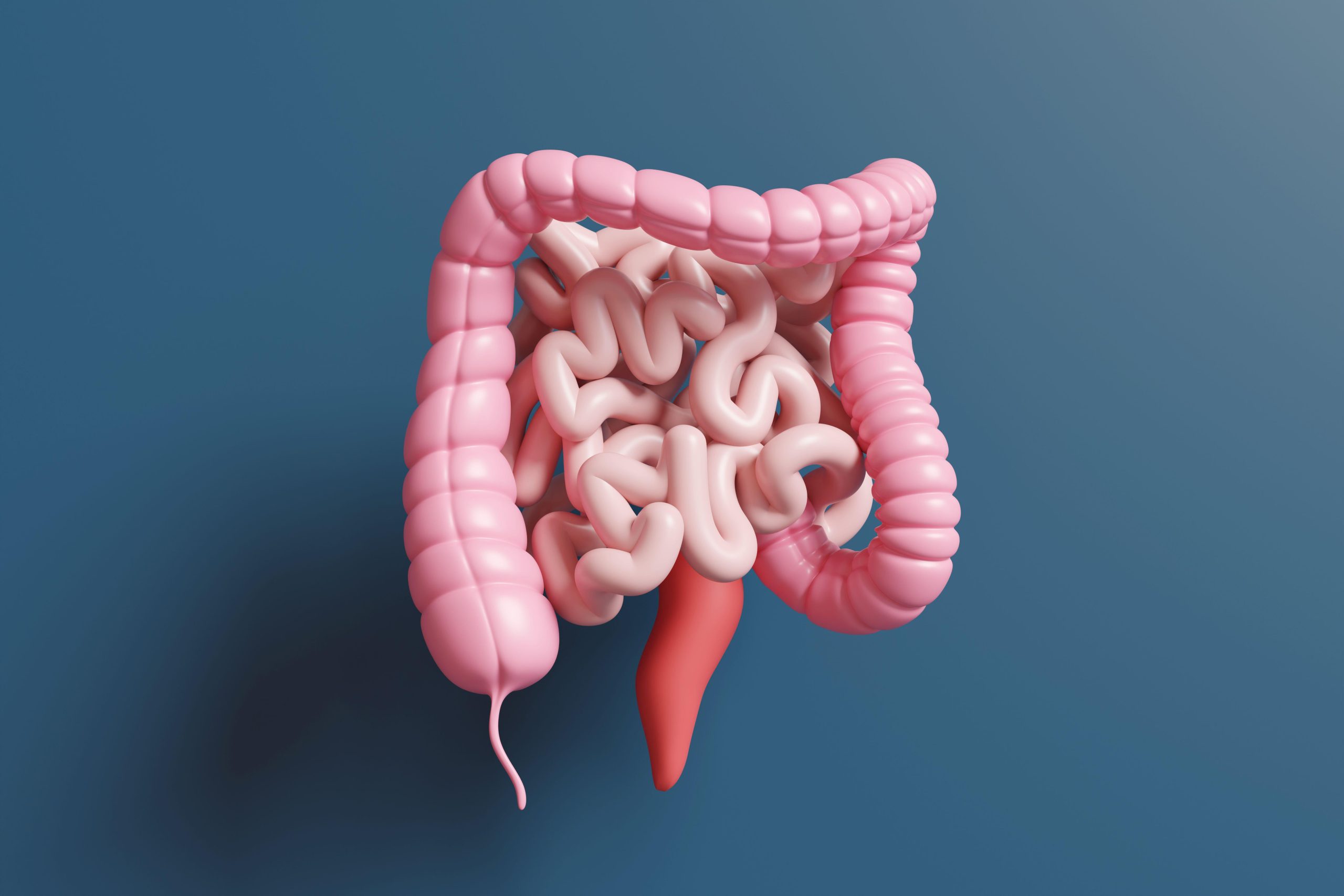 3BG9AN4 Model of large and small intestine on dark blue background. Illustration of the concept of human digestive system and gut health