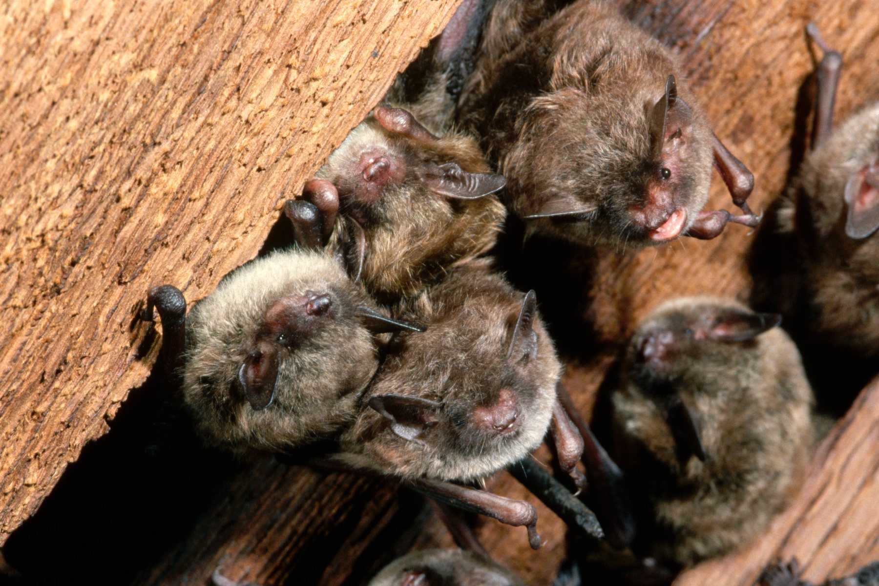 Colony of little brown bats