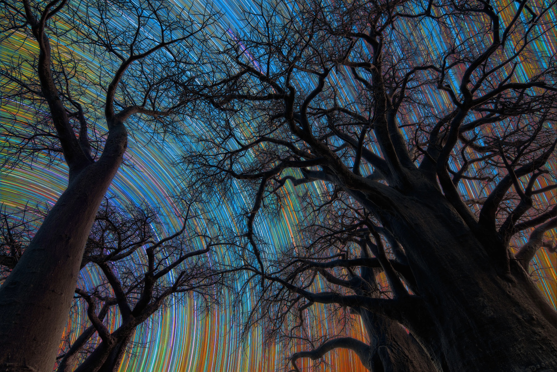 Rainbow colours spiral in the background of tall silhouettes of trees