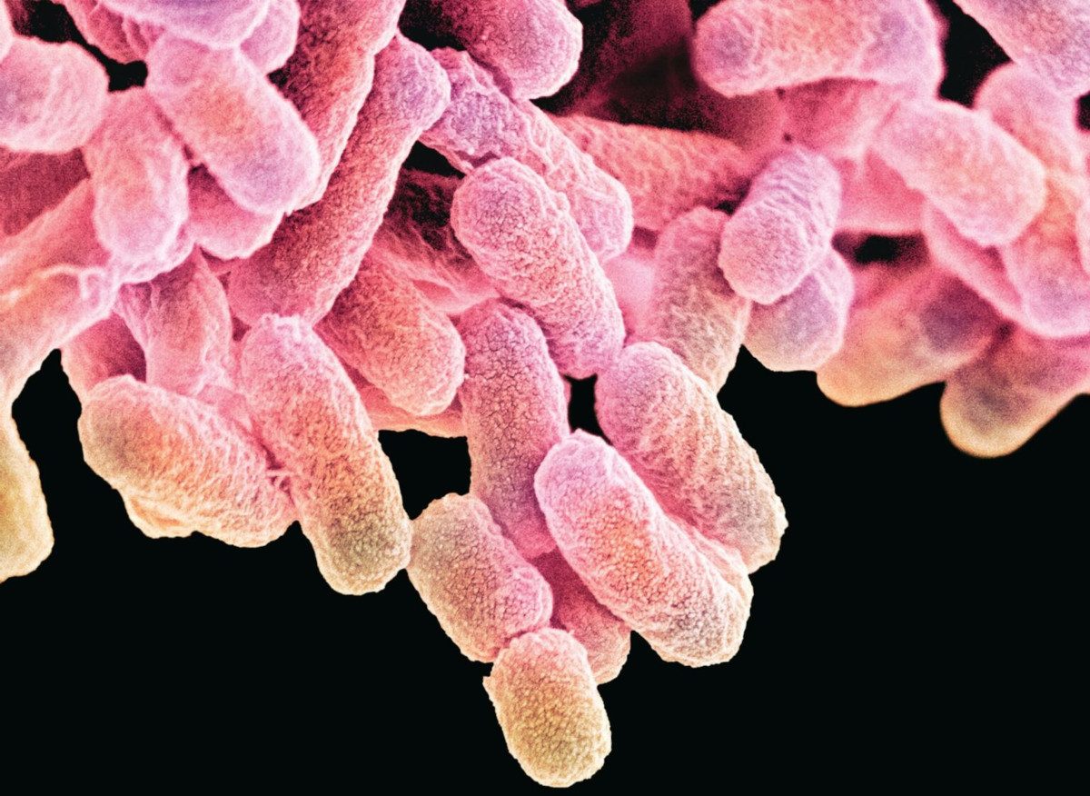 E.coli bacteria
