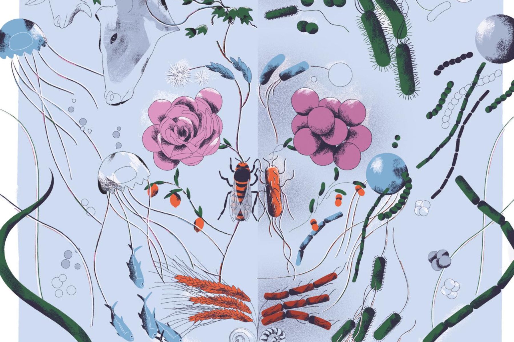 Illustration of a human face made up of mirror images of plants and insects and fish and other things from nature. The mirror images are all slightly different from the real versions
