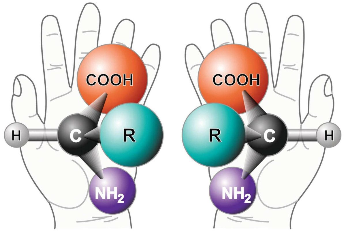 Left and right hands have digits in the same order, but are mirror images and not identical. This is a useful way to think about chiral molecules: they have the same elements in the same order, but are mirror images