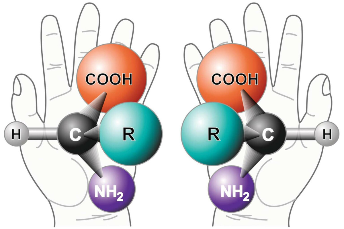 Left and right hands have digits in the same order, but are mirror images and not identical. This is a useful way to think about chiral molecules: they have the same elements in the same order, but are mirror images