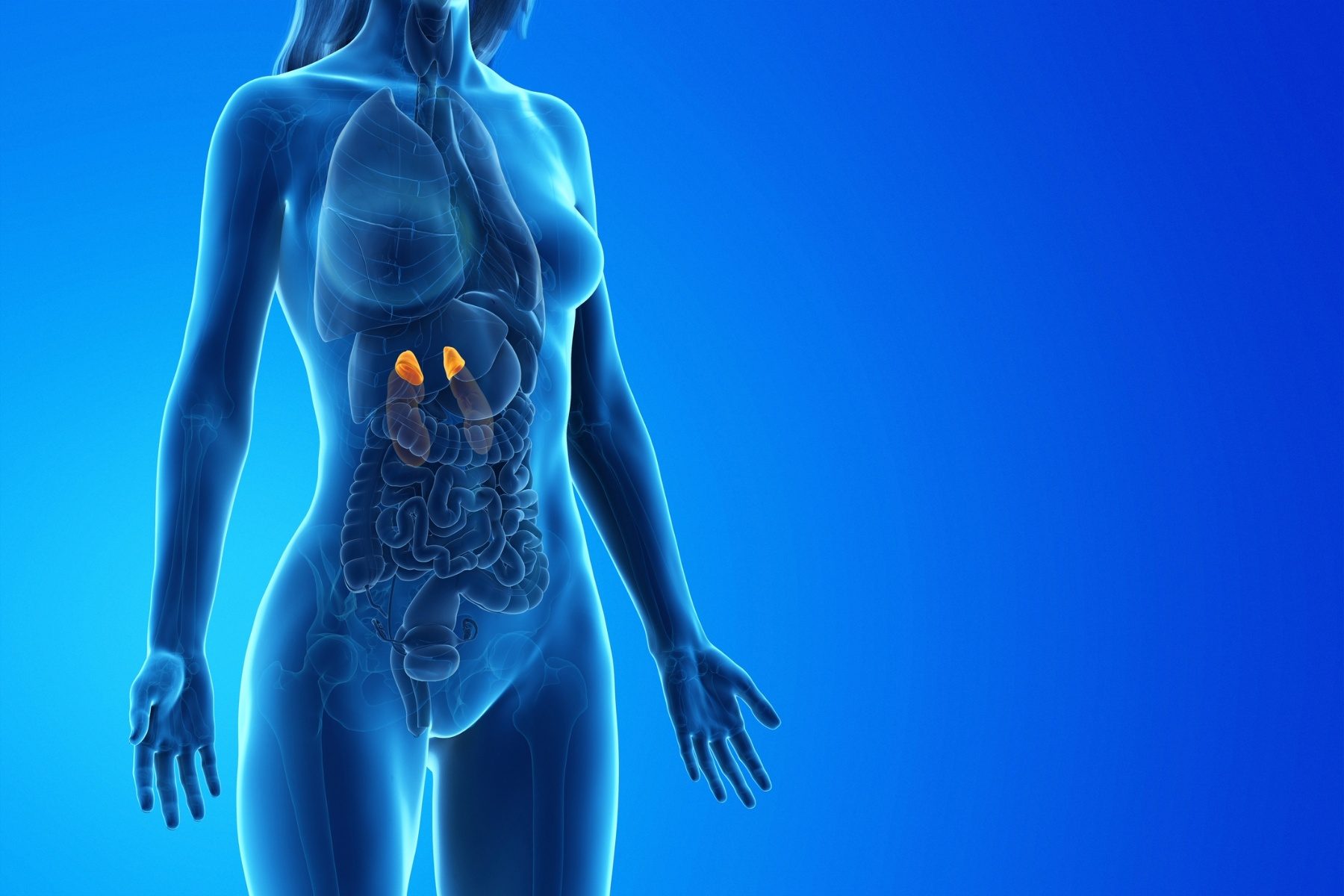 Figure of a woman with internal organs showing. Adrenal glands highlighted above kidneys