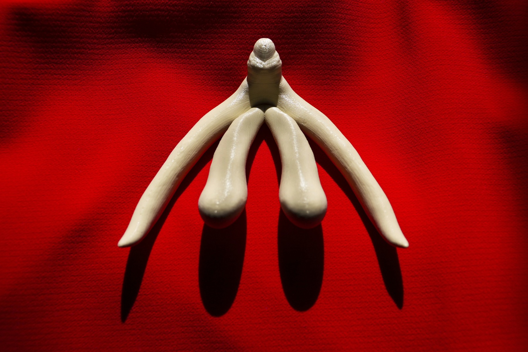 3d print of a clitoris, showing four lobes coming down