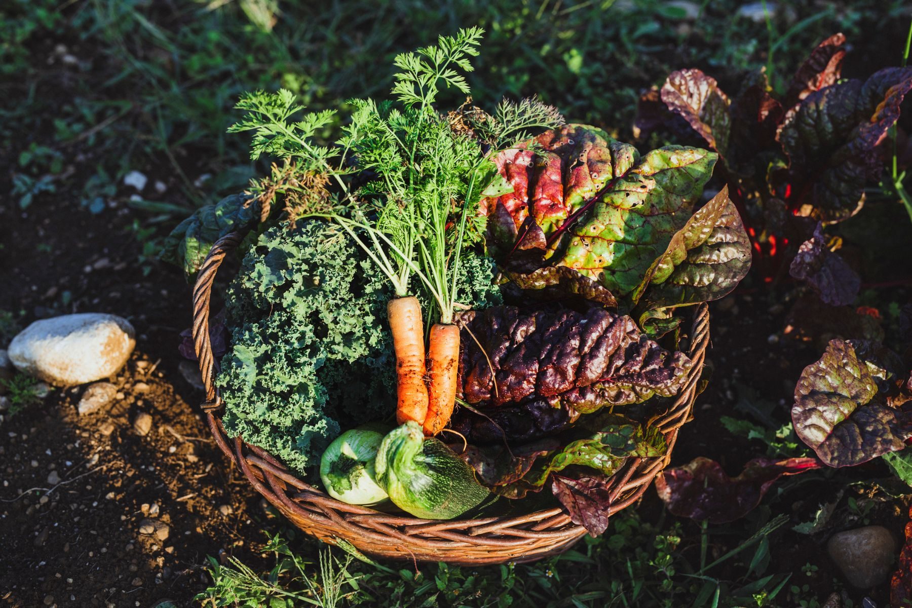 Carrots and green leafy vegetables in a basket on soil