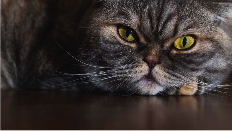 Do fat cats have longer whiskers? © iStock Do fat cats have longer whiskers? © iStock