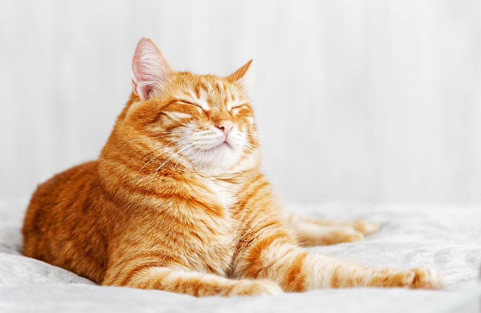 Want to make friends with a cat? Blink slowly, say scientists © Getty Images Want to make friends with a cat? Blink slowly, say scientists © Getty Images