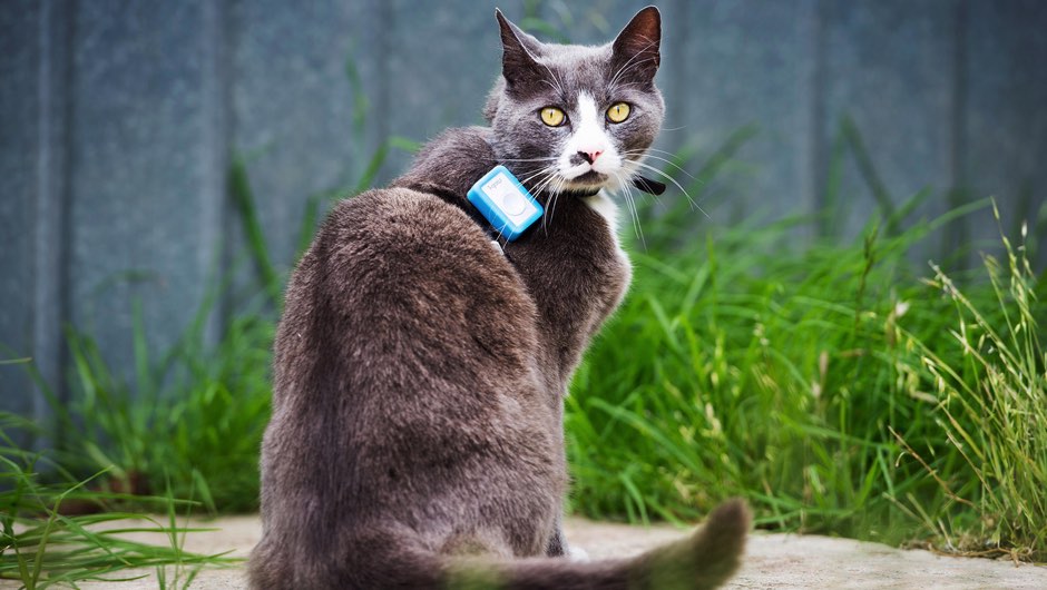 Pet cats have up to '10-times larger impact on wildlife than wild predators' © Roland Kays/North Carolina State University/PA Pet cats have up to '10-times larger impact on wildlife than wild predators' © Roland Kays/North Carolina State University/PA