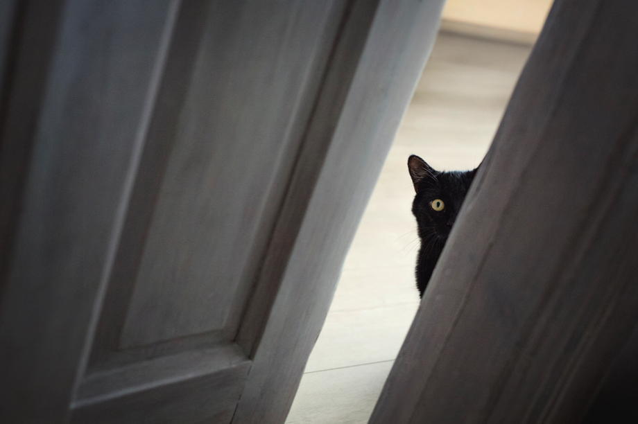 One in 10 pet cats has separation anxiety © Mrs / Getty Images One in 10 pet cats has separation anxiety © Mrs / Getty Images