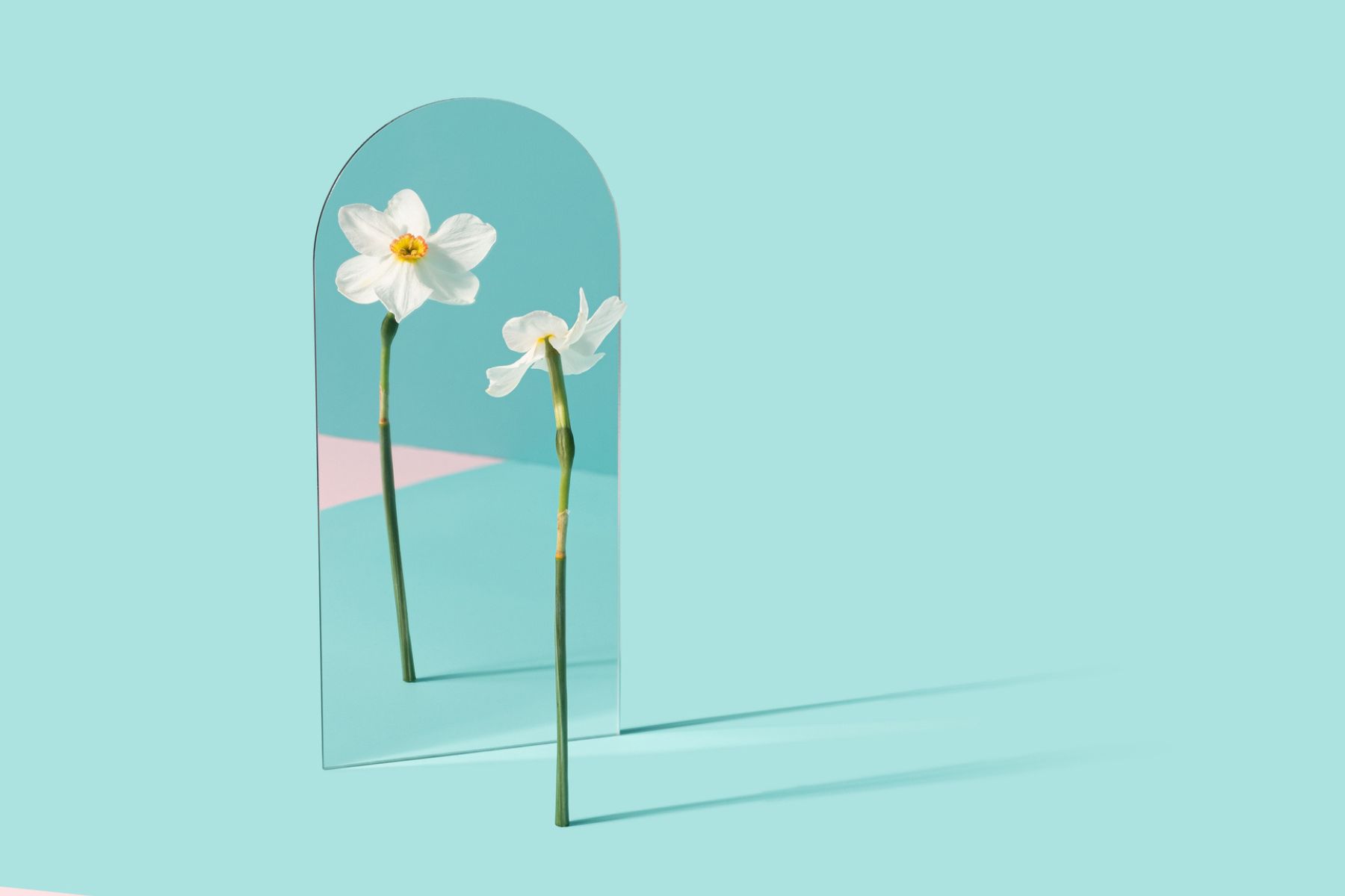 A daffodil looks at itself in the mirror