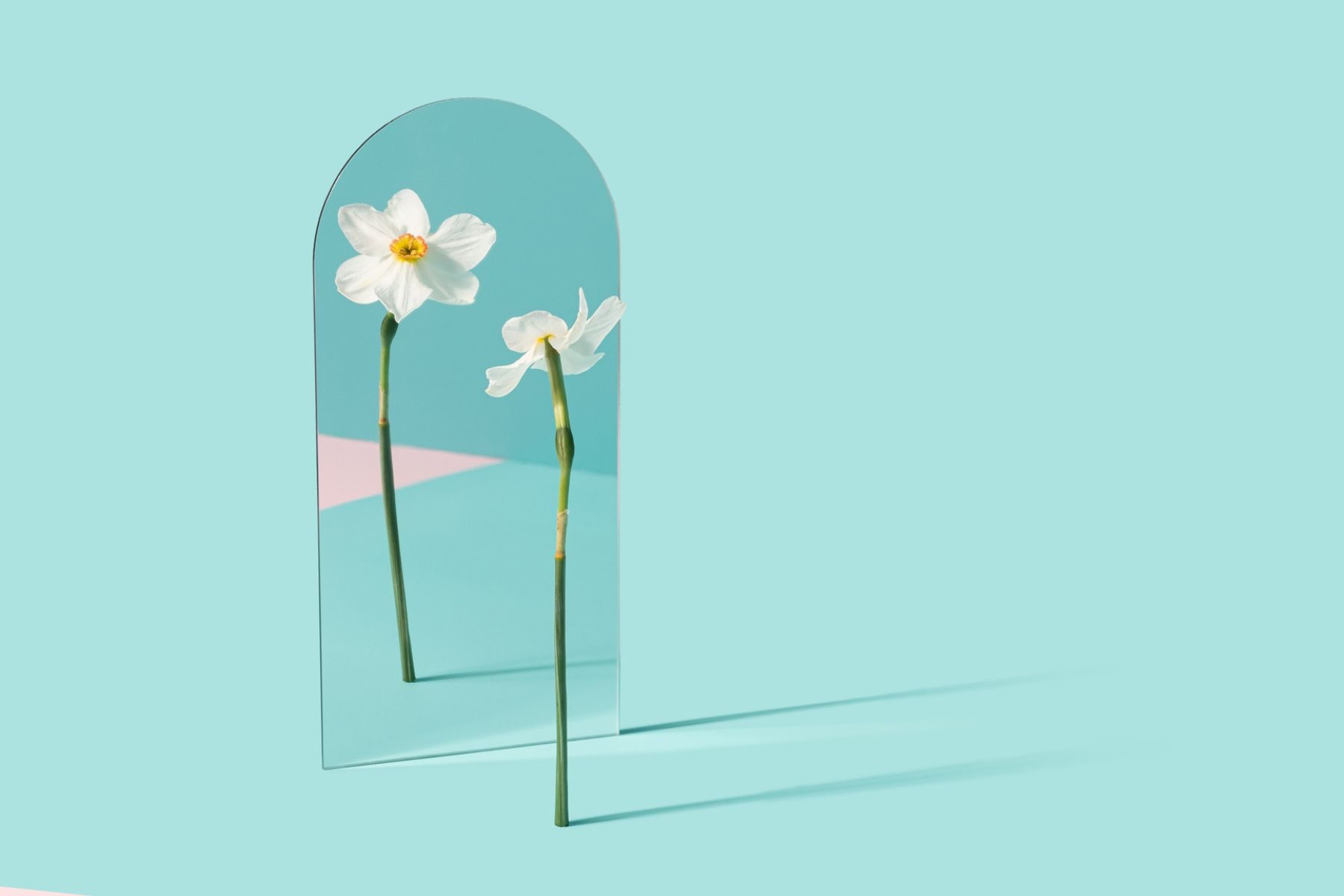 A daffodil looks at itself in the mirror